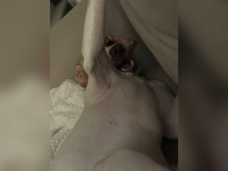 Milka sucht ein neues Zuhause