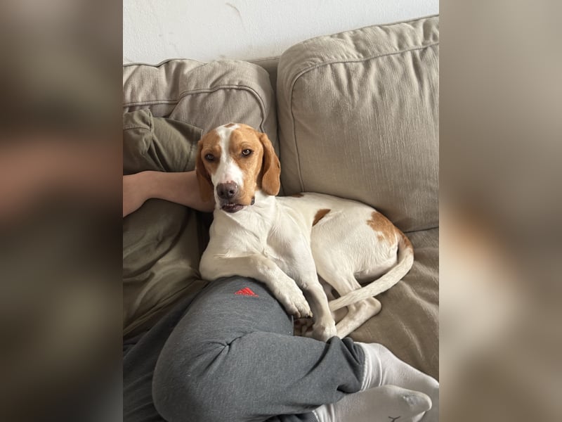 Milka sucht ein neues Zuhause