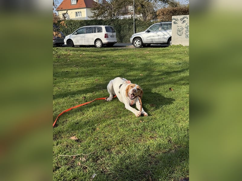 Milka sucht ein neues Zuhause