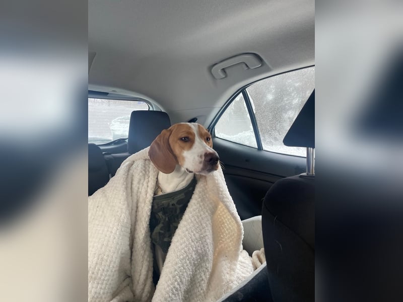 Milka sucht ein neues Zuhause