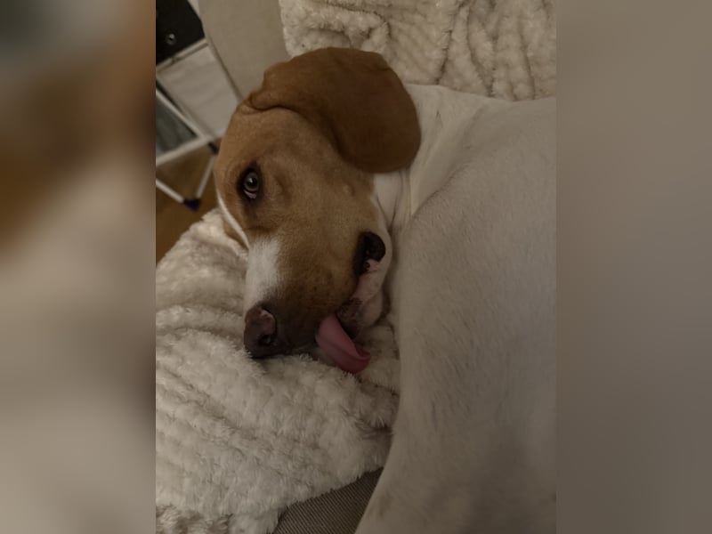 Milka sucht ein neues Zuhause