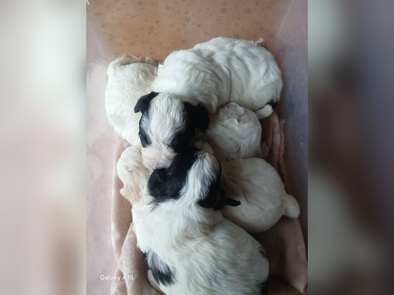 Maltipoo-Welpen Abgabe 16.07.2025 ähnl. Havapoo Bollipoo Minidoodle