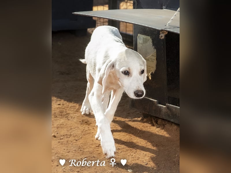 Roberta und Robbie, f.,  suchen eine Familie