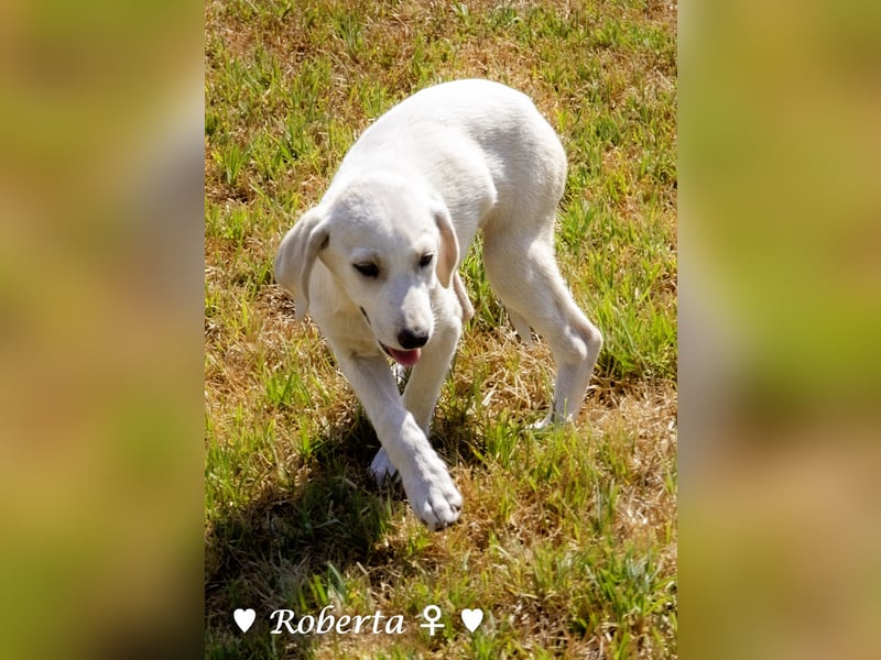 Roberta und Robbie, f.,  suchen eine Familie