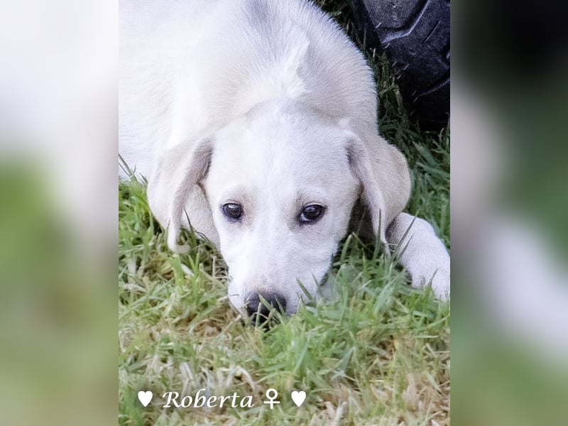 Roberta und Robbie, f.,  suchen eine Familie
