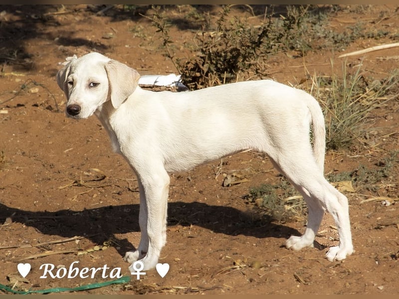 Roberta und Robbie, f.,  suchen eine Familie
