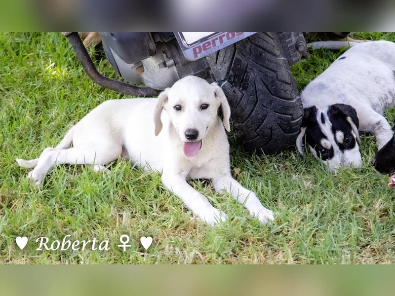 Roberta und Robbie, f.,  suchen eine Familie