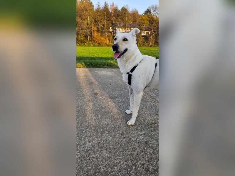 Hündin ALIKI aufgeschlossen, liebevoll möchte dich in ihr Herz schließen