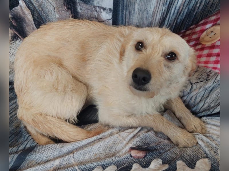 Milly, verschmuste Kuschelmaus geb. 2023