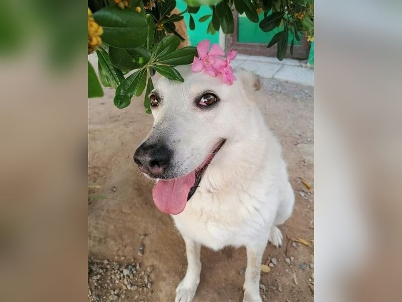Snowwhite sucht ein gemütliches Körbchen für immer