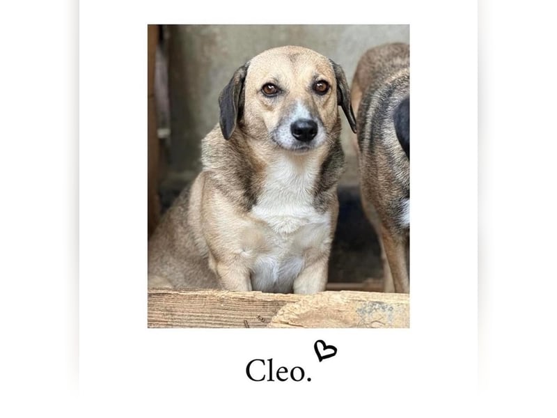 Cleo