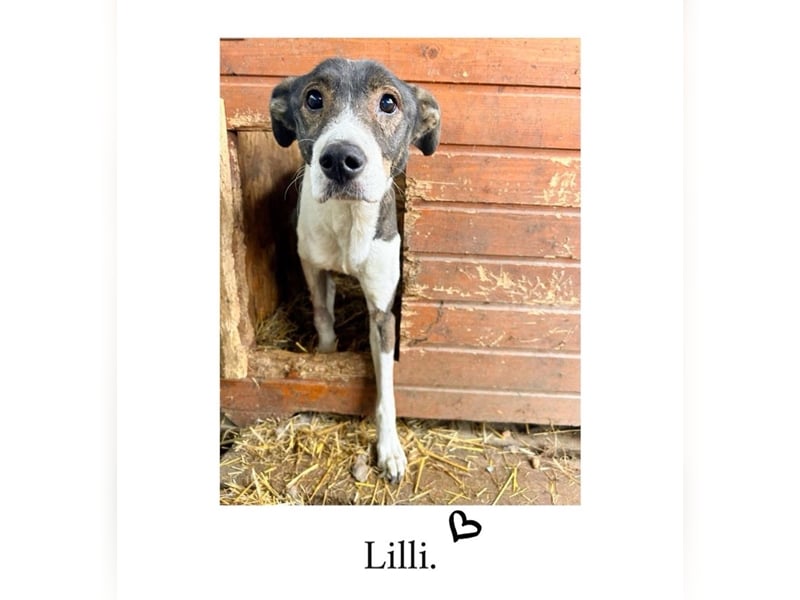 Lilli