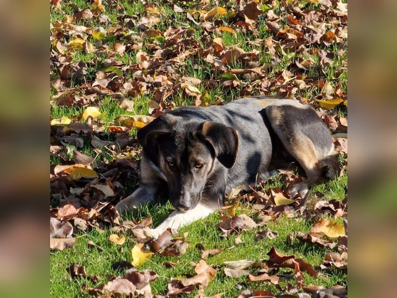 Bella