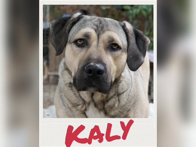 Kaly - freundliche Hündin