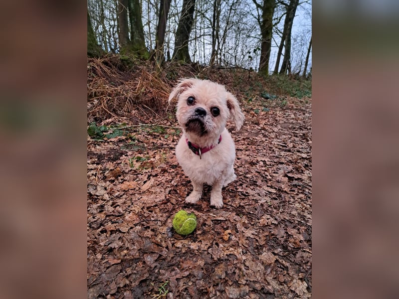 Nala - sehr lieb und verschmust