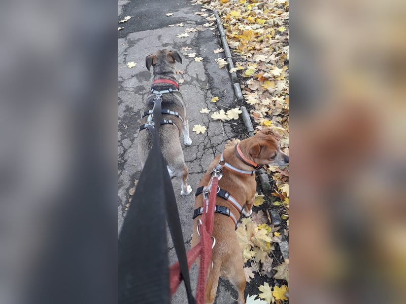 Hundepärchen sucht Zuhause