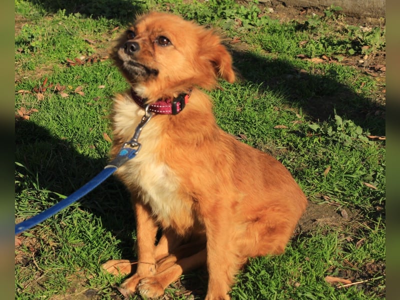 Tika: Liebevolles Kämpferherz