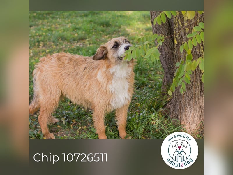 Chip 10726511: Hundekind sucht ein Zuhause