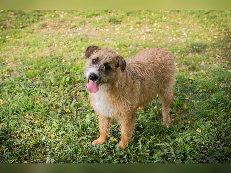 Chip 10726511: Hundekind sucht ein Zuhause