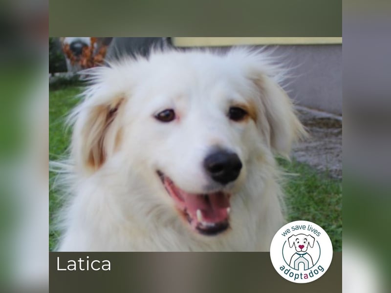 Latica: Sucht ein Zuhause