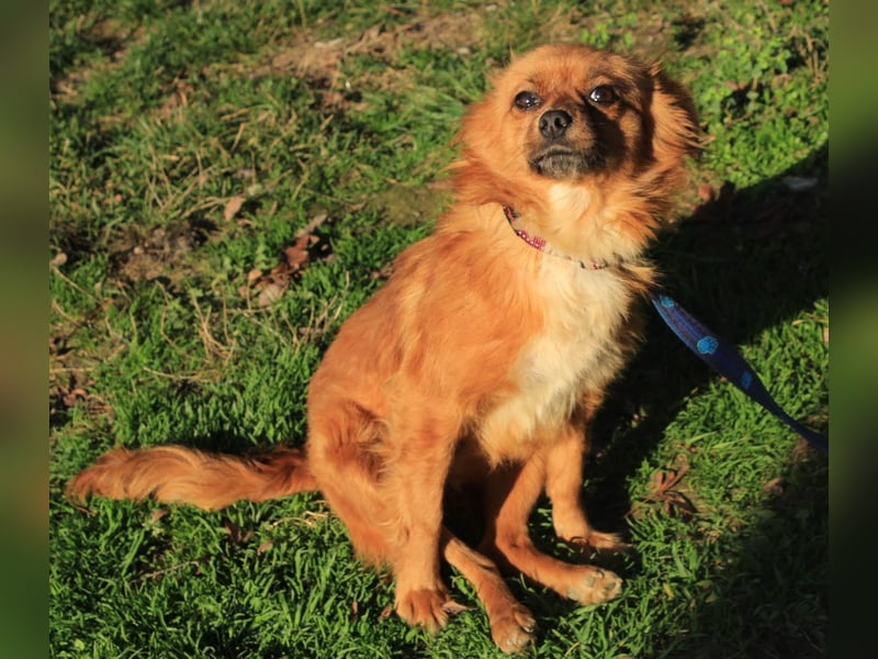 Tika: Liebevolles Kämpferherz