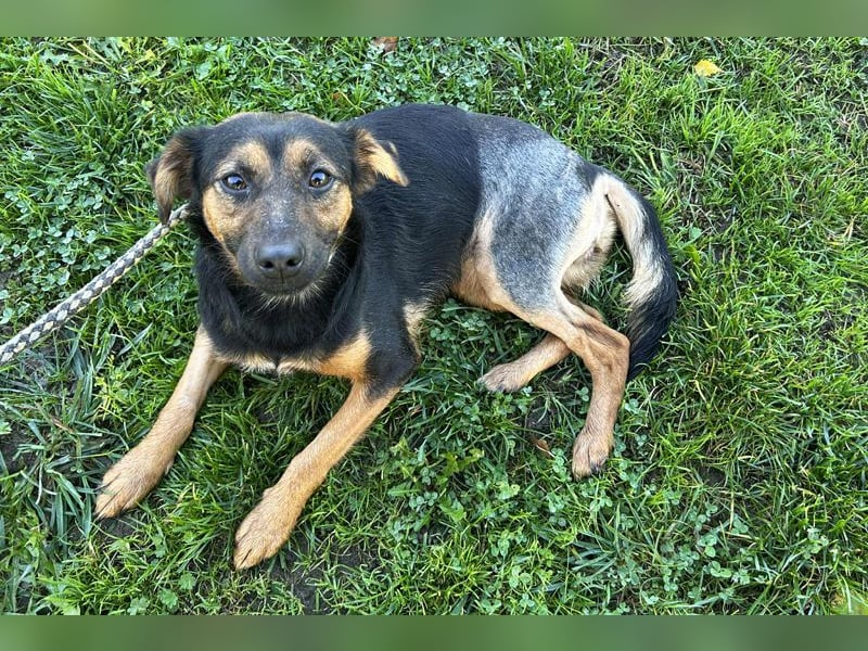 Averna: sucht ein Zuhause