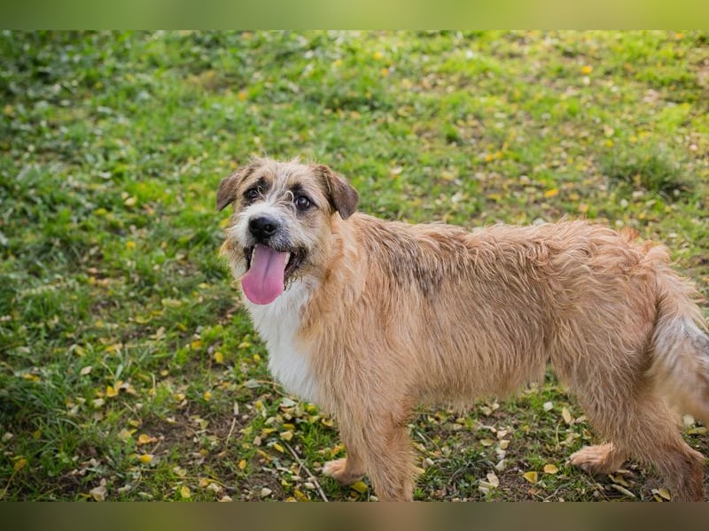 Chip 10726511: Hundekind sucht ein Zuhause