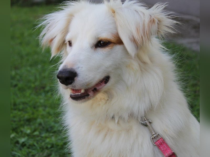 Latica: Sucht ein Zuhause