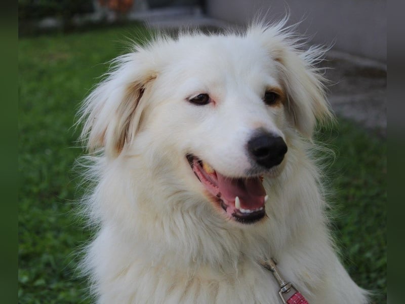 Latica: Sucht ein Zuhause