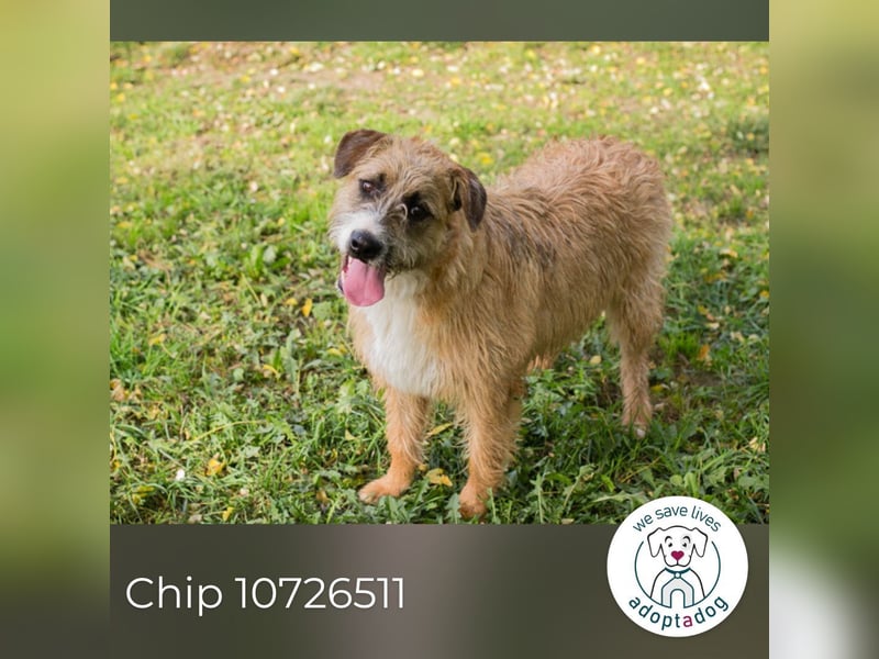 Chip 10726511: Hundekind sucht ein Zuhause