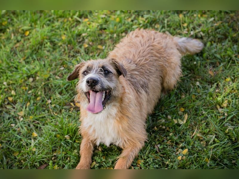 Chip 10726511: Hundekind sucht ein Zuhause