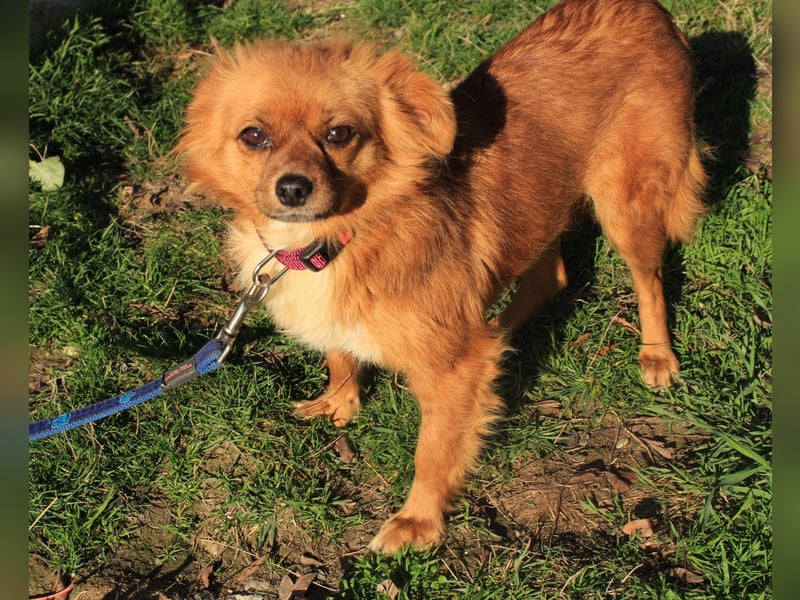 Tika: Liebevolles Kämpferherz