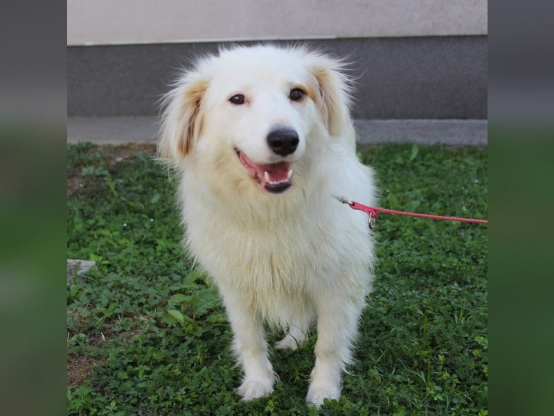 Latica: Sucht ein Zuhause