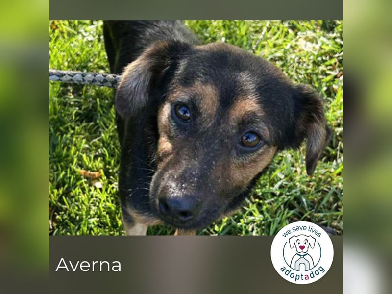 Averna: sucht ein Zuhause