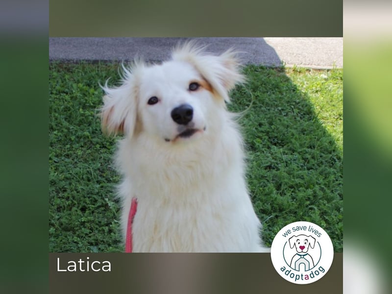 Latica: Sucht ein Zuhause