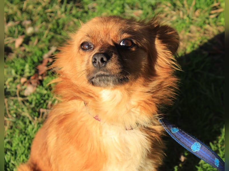 Tika: Liebevolles Kämpferherz