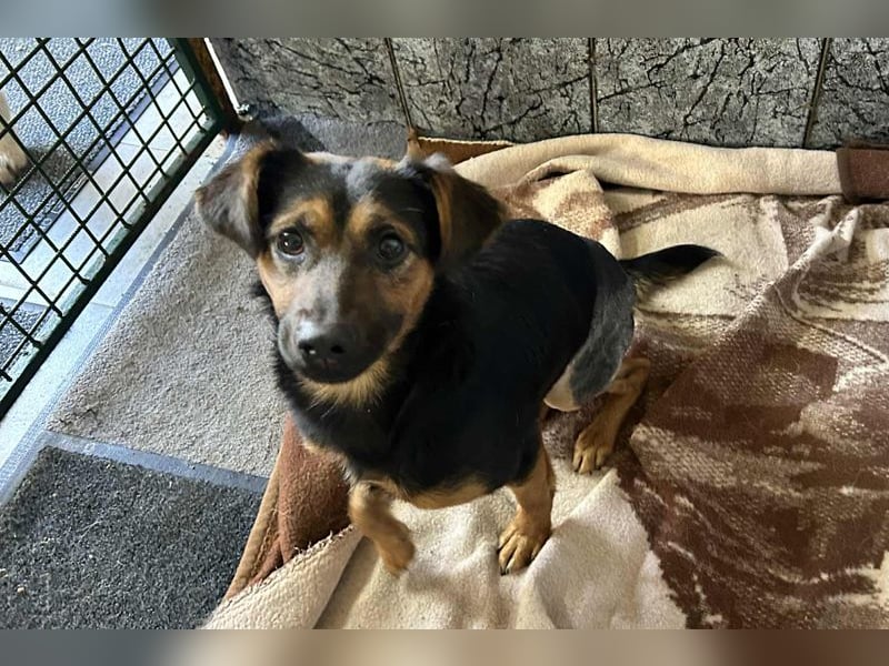 Averna: sucht ein Zuhause