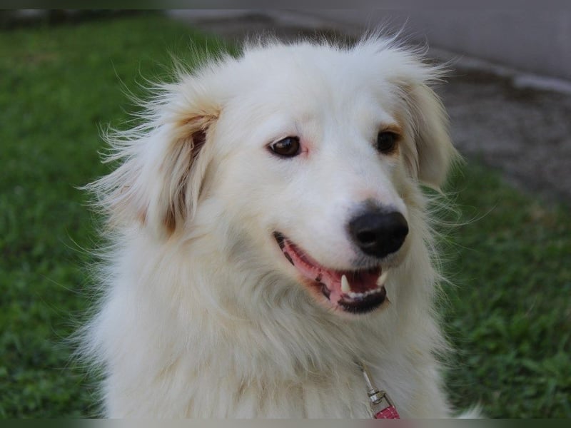 Latica: Sucht ein Zuhause