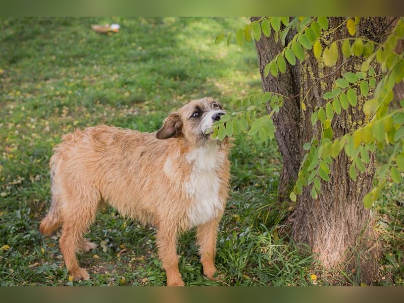 Chip 10726511: Hundekind sucht ein Zuhause