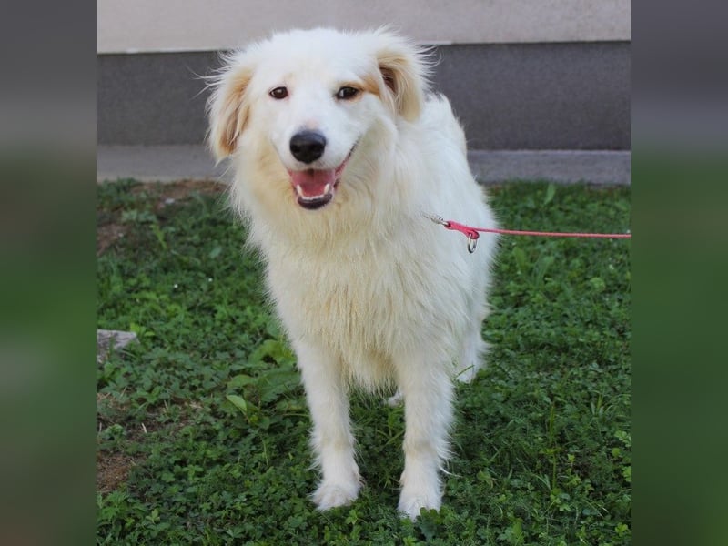 Latica: Sucht ein Zuhause