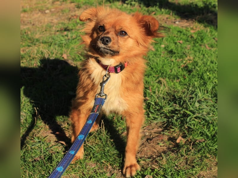 Tika: Liebevolles Kämpferherz