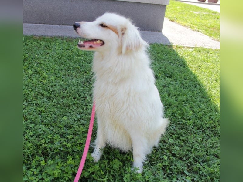 Latica: Sucht ein Zuhause