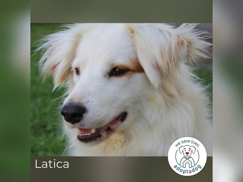 Latica: Sucht ein Zuhause