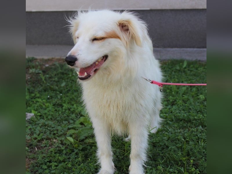 Latica: Sucht ein Zuhause