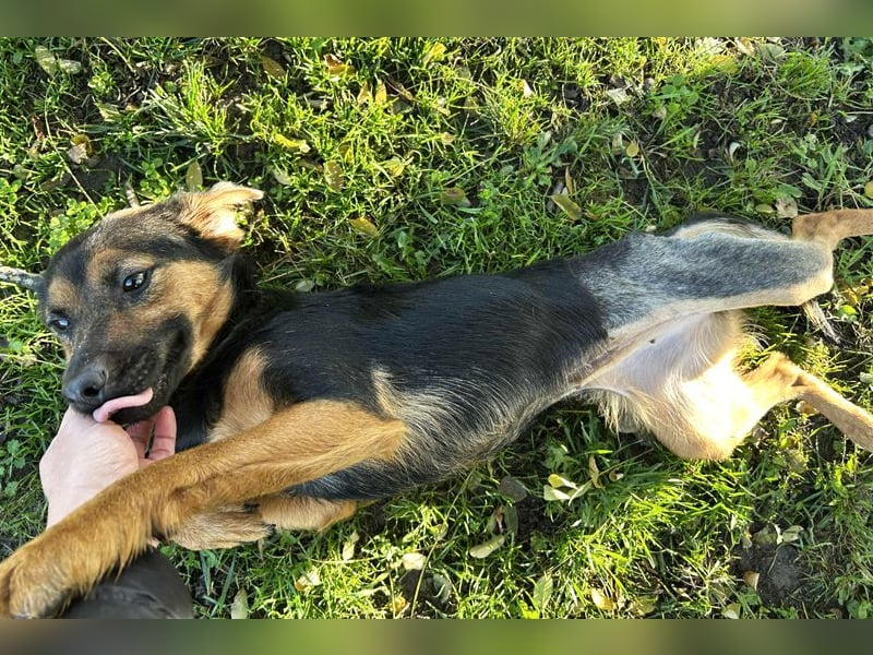 Averna: sucht ein Zuhause