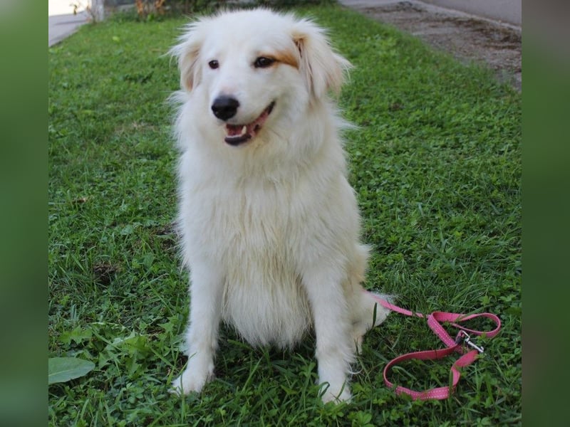 Latica: Sucht ein Zuhause