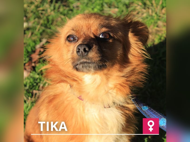 Tika: Liebevolles Kämpferherz