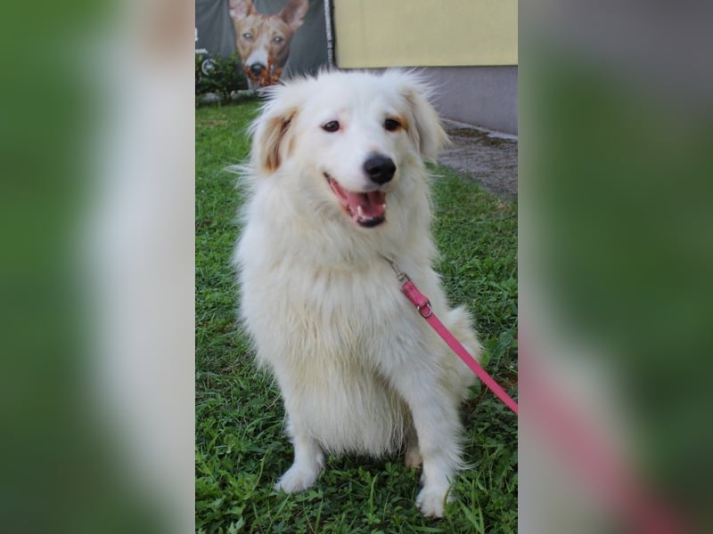 Latica: Sucht ein Zuhause