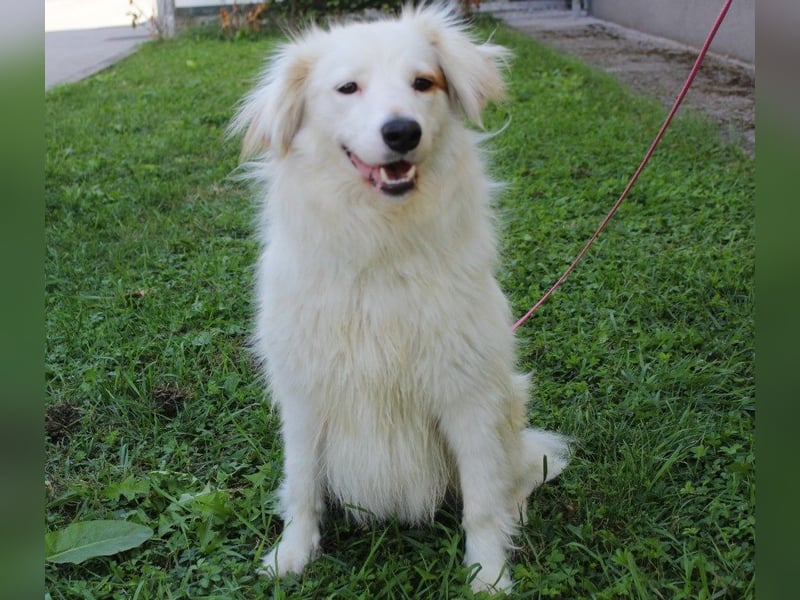 Latica: Sucht ein Zuhause