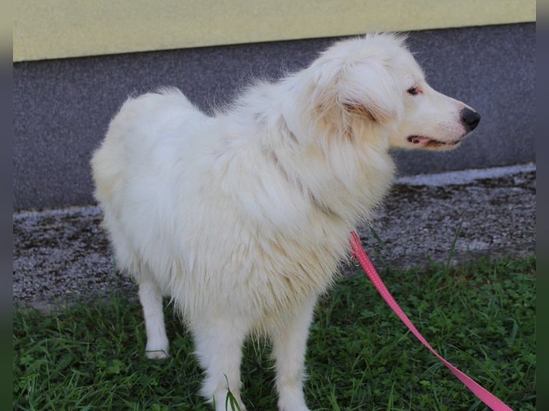 Latica: Sucht ein Zuhause